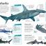 DKfindout! Sharks - thumbnail of spread image 2 Thumbnail image of DKfindout! Sharks - 2