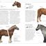 The Horse Encyclopedia - thumbnail of spread image 2 Thumbnail image of The Horse Encyclopedia - 2