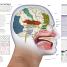 The Human Brain Book - thumbnail of spread image 1 Thumbnail image of The Human Brain Book - 1