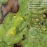 Everything You Need to Know About Frogs and Other Slippery Creatures - thumbnail of spread image 1 Thumbnail image of Everything You Need to Know About Frogs and Other Slippery Creatures - 1