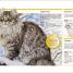 Cats - thumbnail of spread image 3 Thumbnail image of Cats - 3