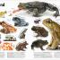 The Animal Book - thumbnail of spread image 1 Thumbnail image of The Animal Book - 1