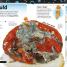 The Bacteria Book - thumbnail of spread image 2 Thumbnail image of The Bacteria Book - 2