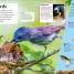 DKfindout! Birds - thumbnail of spread image 1 Thumbnail image of DKfindout! Birds - 1