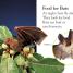 All About Bats - thumbnail of spread image 1 Thumbnail image of All About Bats - 1