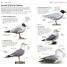 RSPB What's that Bird? - thumbnail of spread image 1 Thumbnail image of RSPB What's that Bird? - 1