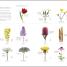 Flora - thumbnail of spread image 3 Thumbnail image of Flora - 3