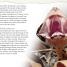 DK Readers L4: Spiders and Other Deadly Animals - thumbnail of spread image 1 Thumbnail image of DK Readers L4: Spiders and Other Deadly Animals - 1