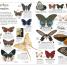 DK Eyewitness Books: Insect - thumbnail of spread image 1 Thumbnail image of DK Eyewitness Books: Insect - 1