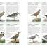 RSPB Complete Birds of Britain and Europe - thumbnail of spread image 1 Thumbnail image of RSPB Complete Birds of Britain and Europe - 1