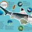 DKfindout! Sharks - thumbnail of spread image 3 Thumbnail image of DKfindout! Sharks - 3