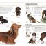 The Complete Dog Breed Book - thumbnail of spread image 2 Thumbnail image of The Complete Dog Breed Book - 2
