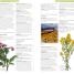 Encyclopedia Of Herbal Medicine - thumbnail of spread image 1 Thumbnail image of Encyclopedia Of Herbal Medicine - 1