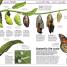 Knowledge Encyclopedia - thumbnail of spread image 3 Thumbnail image of Knowledge Encyclopedia - 3