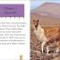 DK Readers Level 2: Llamas - thumbnail of spread image 2 Thumbnail image of DK Readers Level 2: Llamas - 2