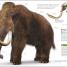 Dinosaurs and Prehistoric Life - thumbnail of spread image 3 Thumbnail image of Dinosaurs and Prehistoric Life - 3