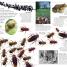 DK Eyewitness Books: Animal - thumbnail of spread image 2 Thumbnail image of DK Eyewitness Books: Animal - 2