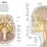 Human Anatomy - thumbnail of spread image 1 Thumbnail image of Human Anatomy - 1