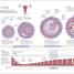 The Science of Pregnancy - thumbnail of spread image 1 Thumbnail image of The Science of Pregnancy - 1