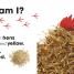 Who Am I? Farm Animals - thumbnail of spread image 1 Thumbnail image of Who Am I? Farm Animals - 1