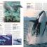 Ocean - thumbnail of spread image 1 Thumbnail image of Ocean - 1