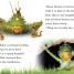 DK Readers L1: Bugs Hide and Seek - thumbnail of spread image 2 Thumbnail image of DK Readers L1: Bugs Hide and Seek - 2