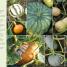 RHS Step-by-Step Veg Patch - thumbnail of spread image 1 Thumbnail image of RHS Step-by-Step Veg Patch - 1