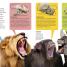 DKfindout! Animals - thumbnail of spread image 1 Thumbnail image of DKfindout! Animals - 1