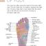 Reflexology Deck - thumbnail of spread image 1 Thumbnail image of Reflexology Deck - 1