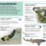 Pocket Genius: Sharks - thumbnail of spread image 2 Thumbnail image of Pocket Genius: Sharks - 2