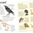 Birds - thumbnail of spread image 2 Thumbnail image of Birds - 2