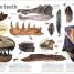 The Dinosaurs Book - thumbnail of spread image 2 Thumbnail image of The Dinosaurs Book - 2