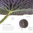 Flora - thumbnail of spread image 2 Thumbnail image of Flora - 2