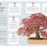 Happy Bonsai - thumbnail of spread image 3 Thumbnail image of Happy Bonsai - 3