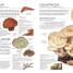 Mushrooms & Toadstools - thumbnail of spread image 1 Thumbnail image of Mushrooms & Toadstools - 1