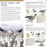 American Museum of Natural History: Pocket Birds of North America, Western Region - thumbnail of spread image 2 Thumbnail image of American Museum of Natural History: Pocket Birds of North America, Western Region - 2