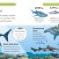 Sharks and Other Sea Creatures - thumbnail of spread image 1 Thumbnail image of Sharks and Other Sea Creatures - 1