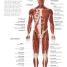 The Concise Human Body Book - thumbnail of spread image 1 Thumbnail image of The Concise Human Body Book - 1
