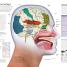 The Brain Book - thumbnail of spread image 1 Thumbnail image of The Brain Book - 1