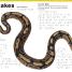 DK Braille: Animals - thumbnail of spread image 2 Thumbnail image of DK Braille: Animals - 2
