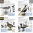 RSPB Pocket Birds - thumbnail of spread image 1 Thumbnail image of RSPB Pocket Birds - 1