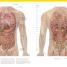 The Complete Human Body - thumbnail of spread image 1 Thumbnail image of The Complete Human Body - 1