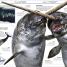 Knowledge Encyclopedia Ocean! - thumbnail of spread image 3 Thumbnail image of Knowledge Encyclopedia Ocean! - 3