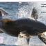 Pocket Genius: Sharks - thumbnail of spread image 3 Thumbnail image of Pocket Genius: Sharks - 3