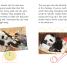 DK Readers L2: The Great Panda Tale - thumbnail of spread image 1 Thumbnail image of DK Readers L2: The Great Panda Tale - 1