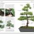 101 Essential Tips Bonsai - thumbnail of spread image 1 Thumbnail image of 101 Essential Tips Bonsai - 1