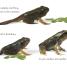 DK Readers L1: Tale of a Tadpole - thumbnail of spread image 2 Thumbnail image of DK Readers L1: Tale of a Tadpole - 2