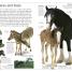 DK Eyewitness Books: Horse - thumbnail of spread image 1 Thumbnail image of DK Eyewitness Books: Horse - 1