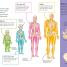DKfindout! Human Body - thumbnail of spread image 1 Thumbnail image of DKfindout! Human Body - 1