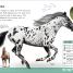 The Everything Book of Horses and Ponies - thumbnail of spread image 3 Thumbnail image of The Everything Book of Horses and Ponies - 3